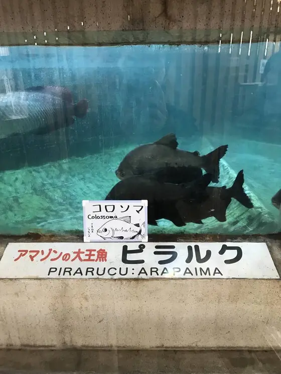 ピラクル館