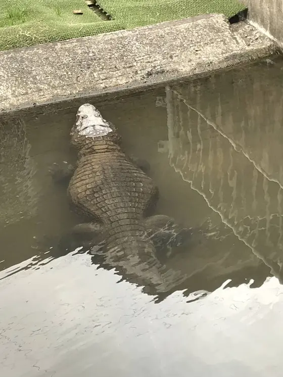 そっぽ向いて寝ているワニも