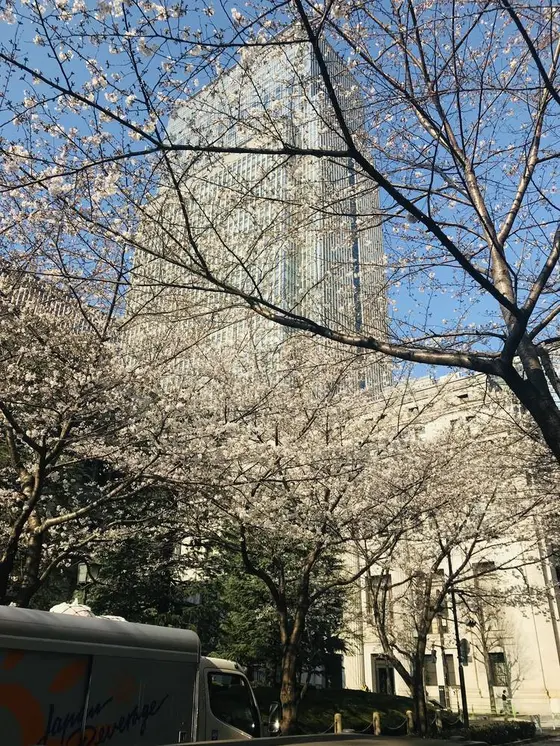 さくら通り🌸