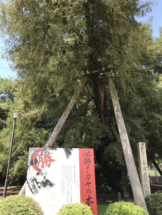 必勝！カヤの木