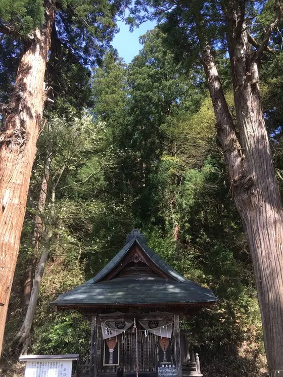 立派な二本杉！