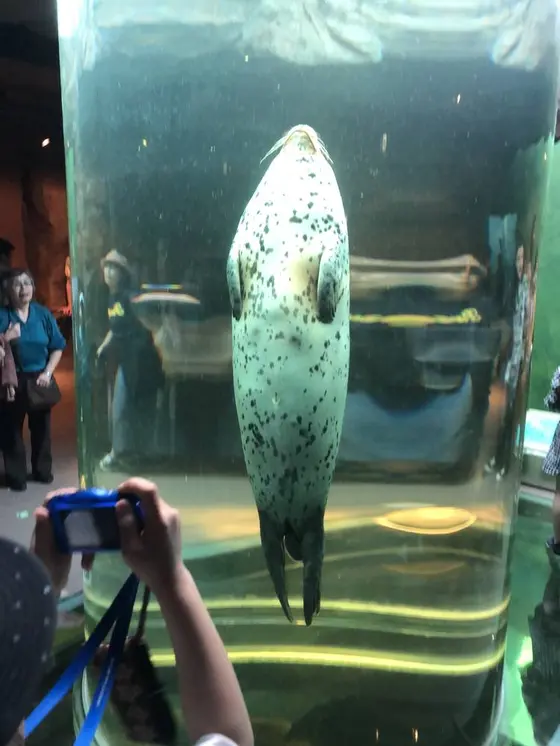 アザラシ館