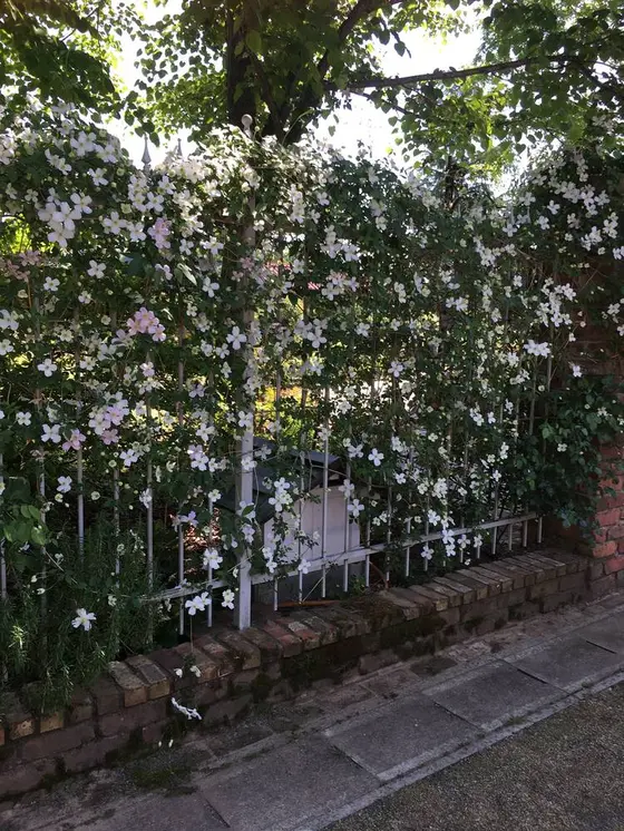 薔薇の季節じゃなくても素敵