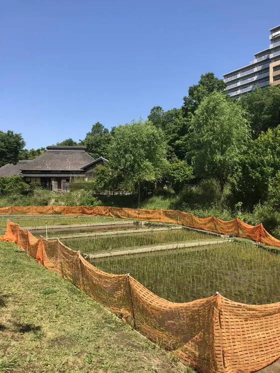 マンションの横に藁葺き屋根と田んぼ。