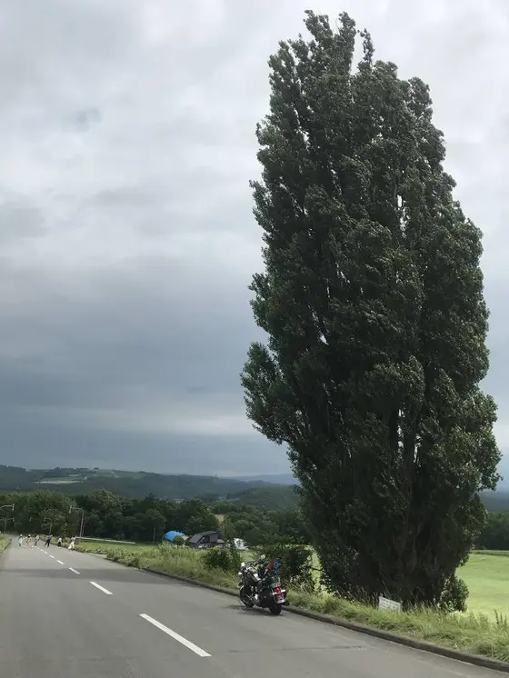 ケンとメリーの木