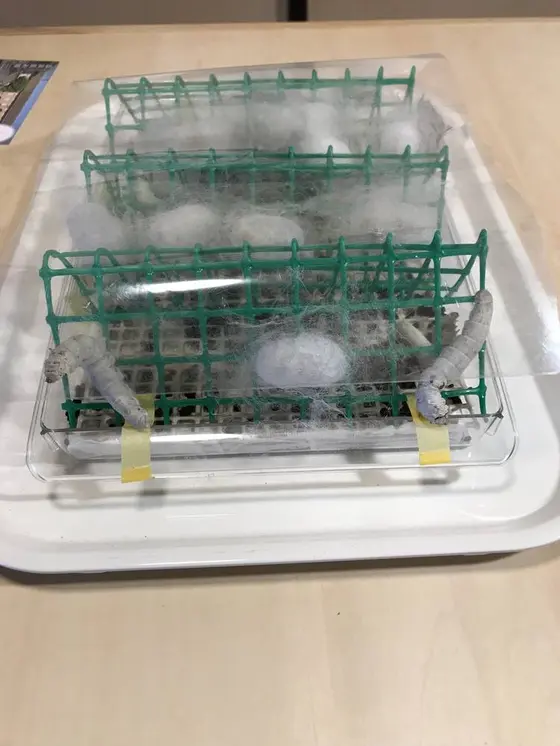 本物の蚕います！(◎_◎;)