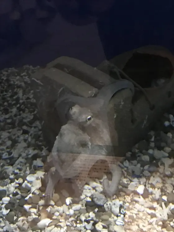 タコ