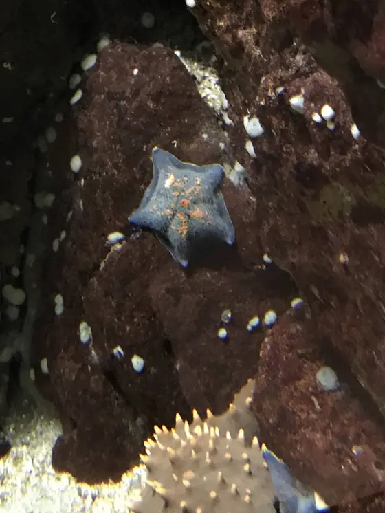 ヒトデ