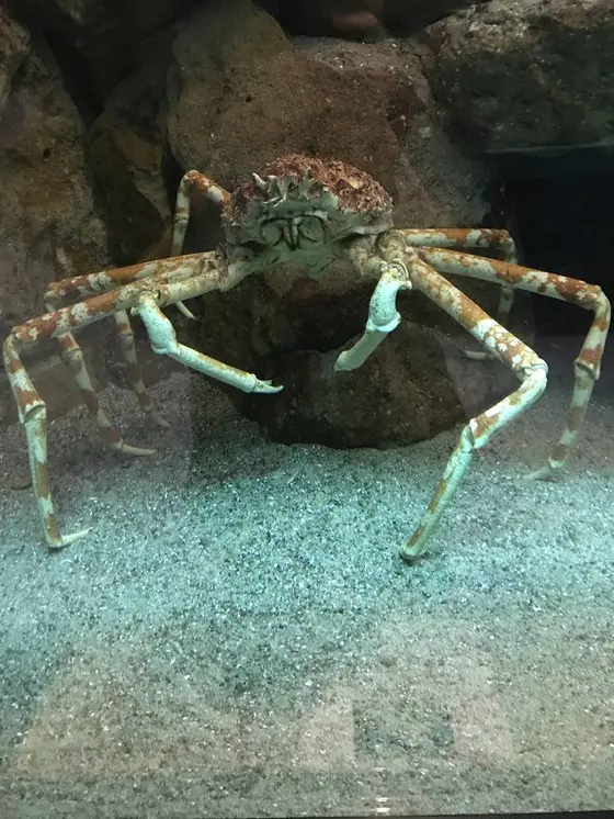 タカアシガニ