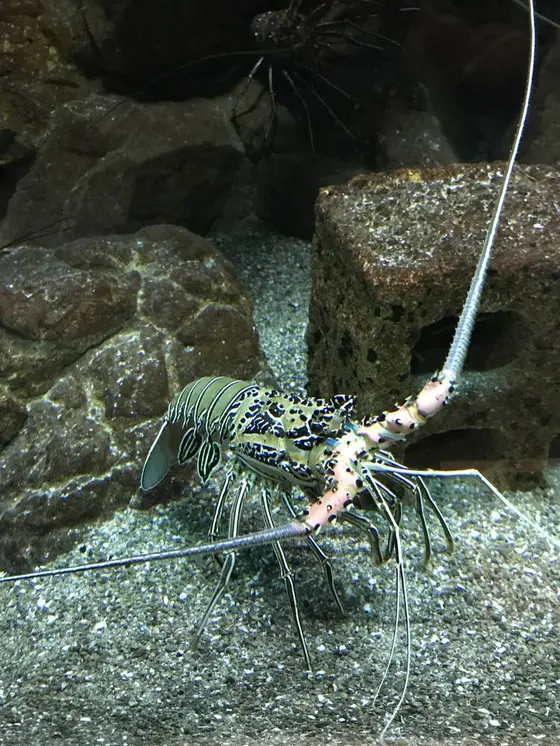 エビ