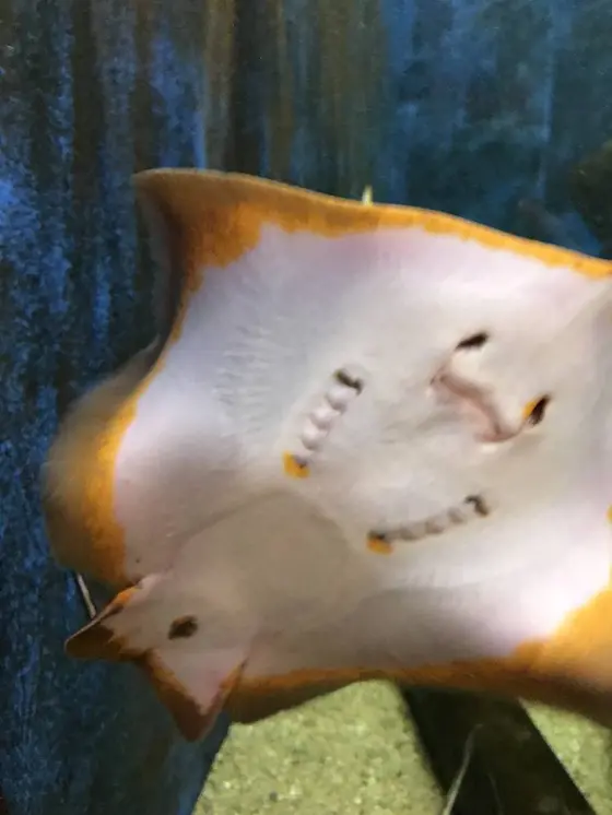 エイ