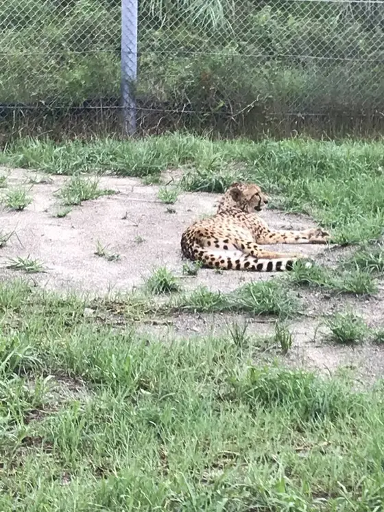 ヒョウ