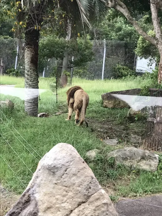 ライオン