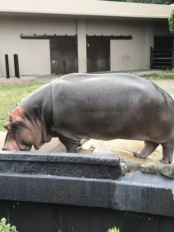 カバ