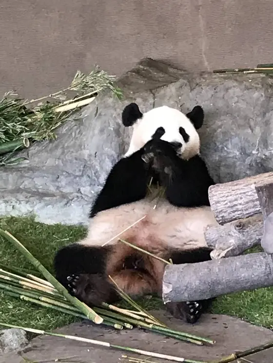 パンダ