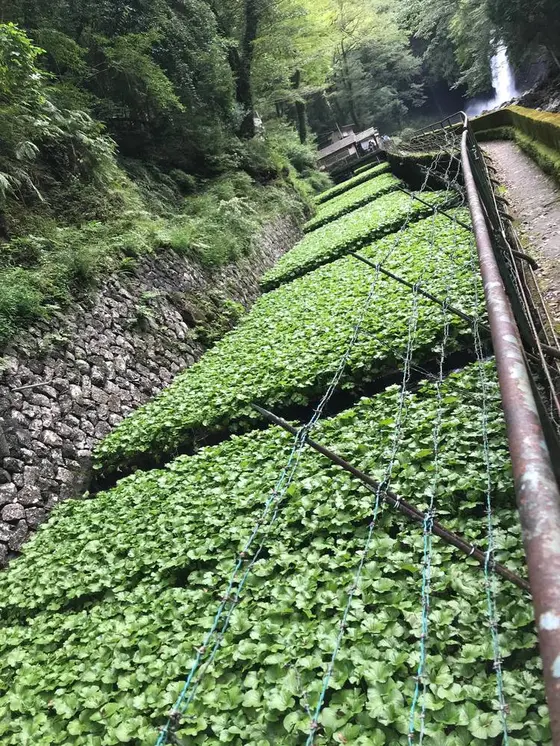 伊豆といえば…わさび！