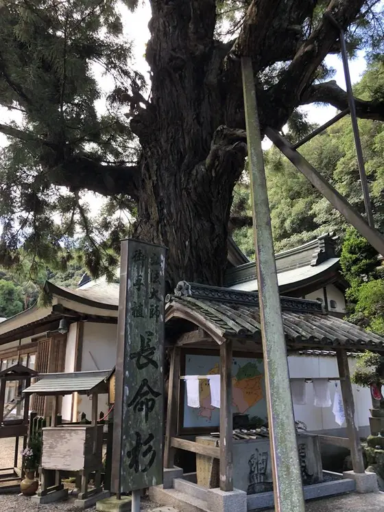 長命杉