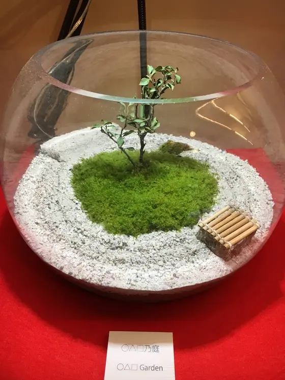 こっちは苔テラリウム