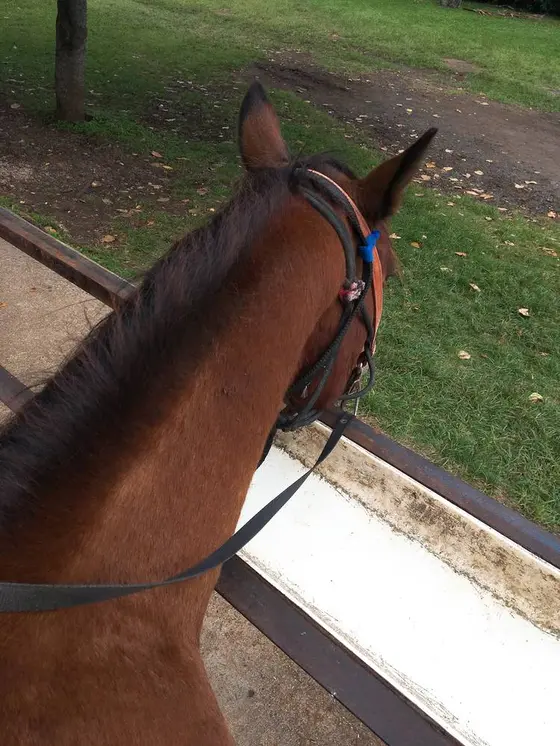 馬にものれるよ🐎