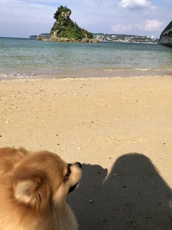 砂浜に降りれます