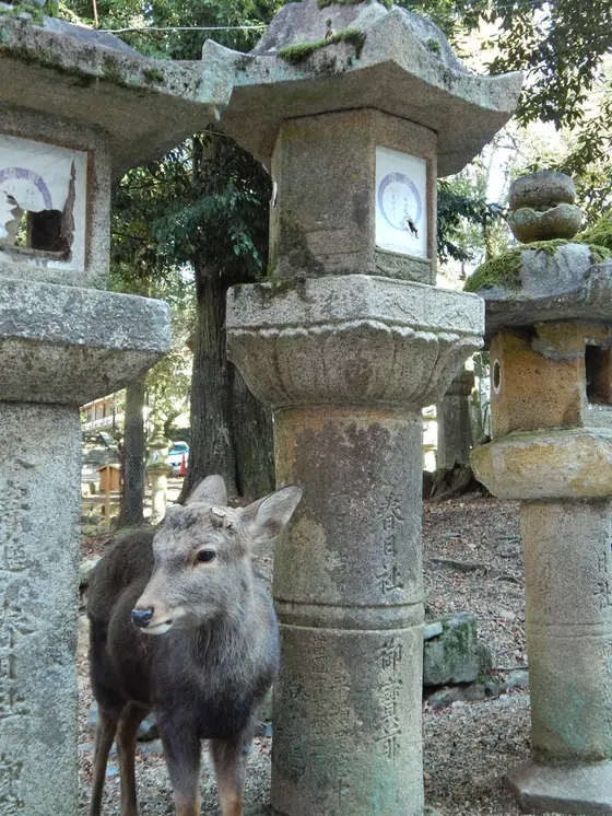 そこかしこに鹿さんが…