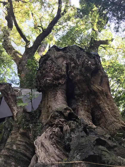大楠の木。木の周りを一周します。
