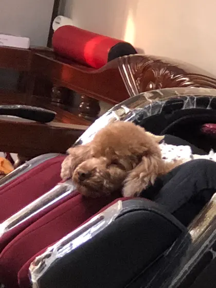 relaxzzz ﾏｯｻｰｼﾞ機