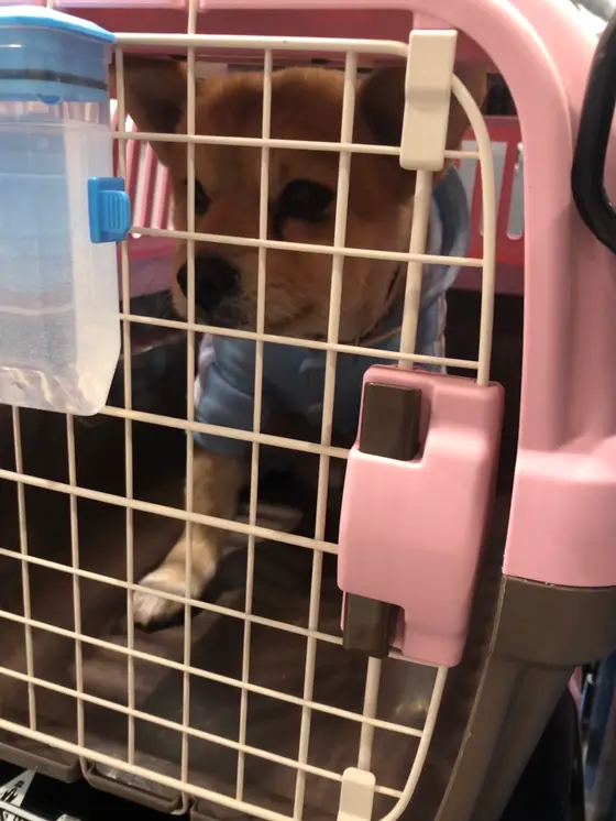 僕、何処行くんだろ?