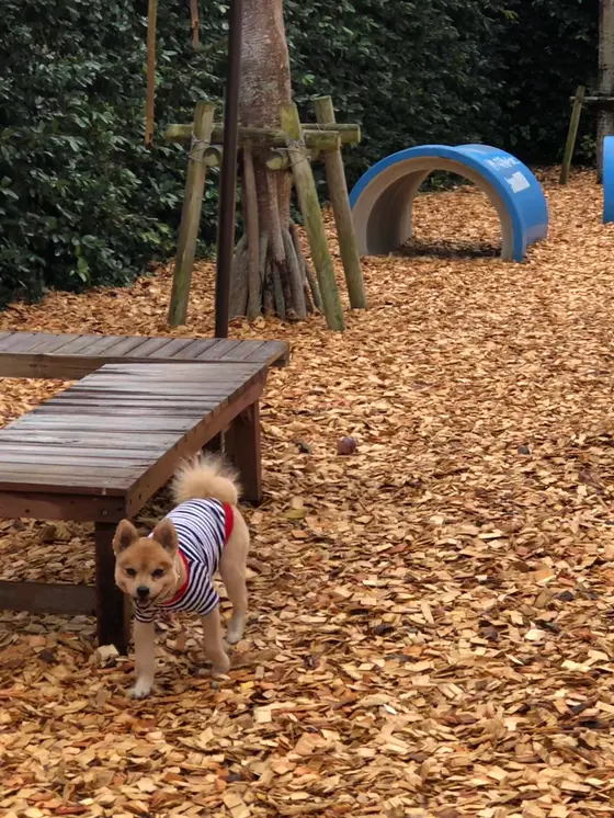 ペットグッズを旅行用に揃えるついでに