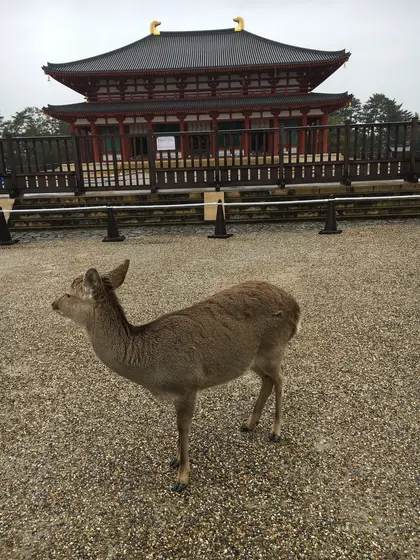 中金堂と鹿。
