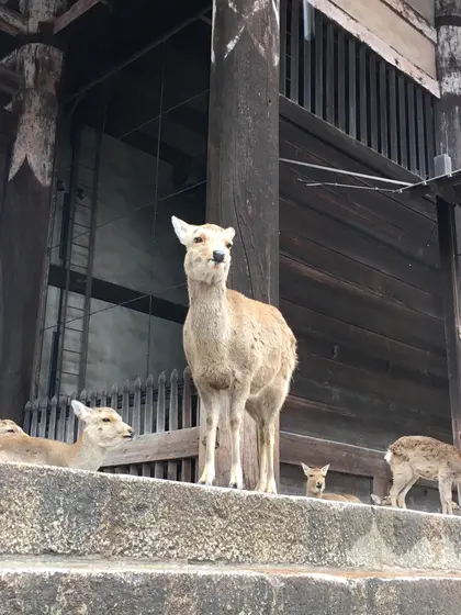 雨降りだったので南大門で雨宿りする鹿さん。🦌