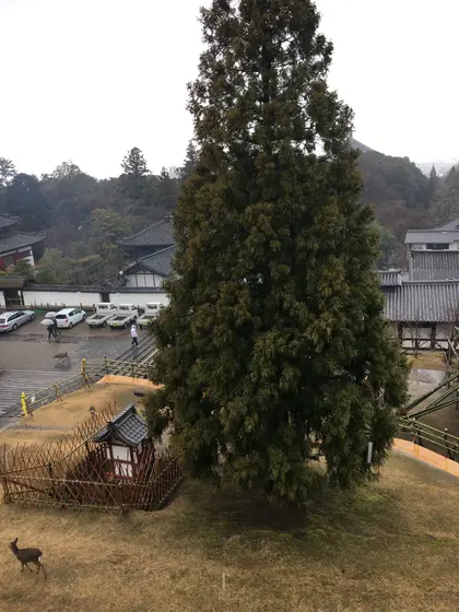 良弁杉。