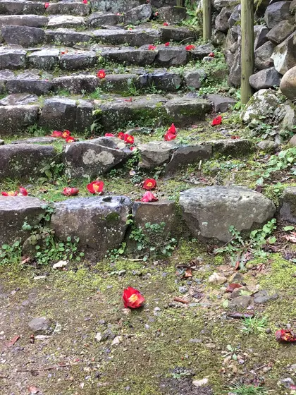 階段の途中にも椿。