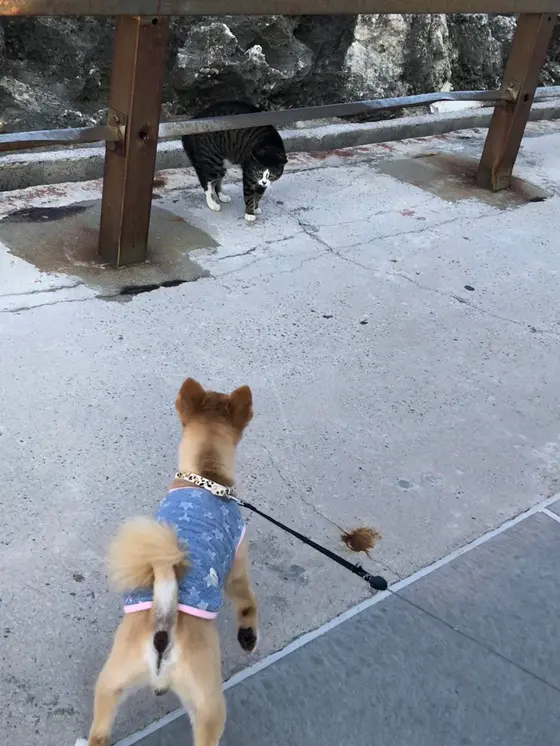 ニャーゴ VS マロン