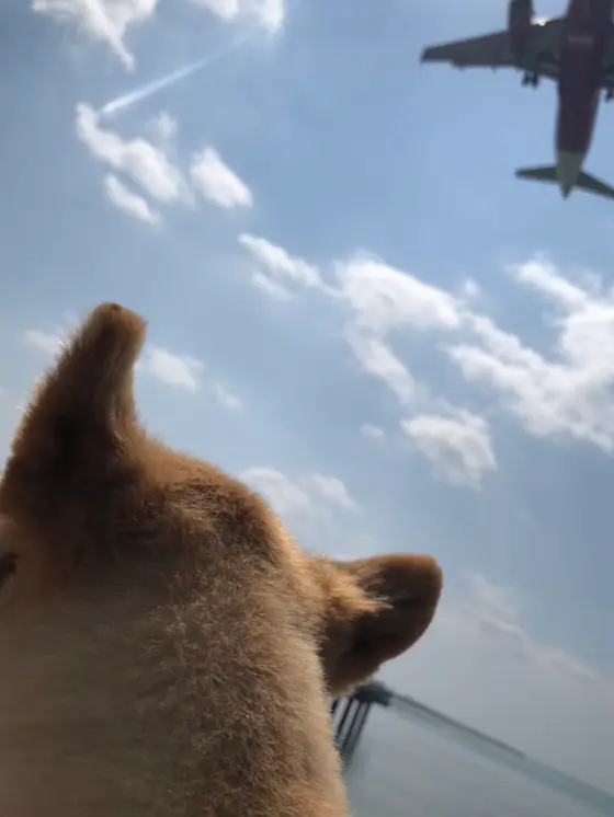 デッカィーーーーーー!!近っ