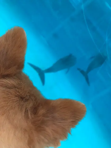 ォキちゃん劇場のィルカさん