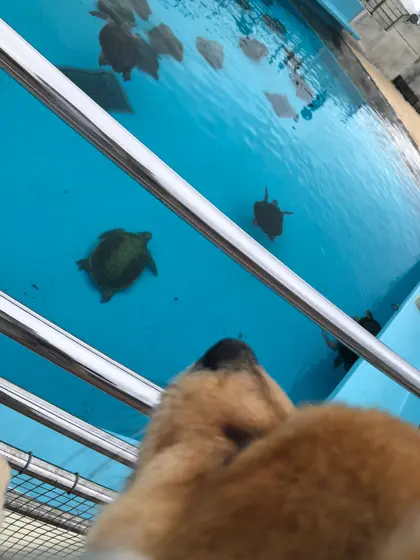 亀さん のんびり