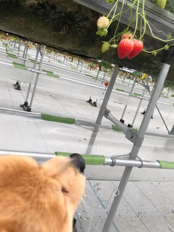 美味そぉだなぁ🎵