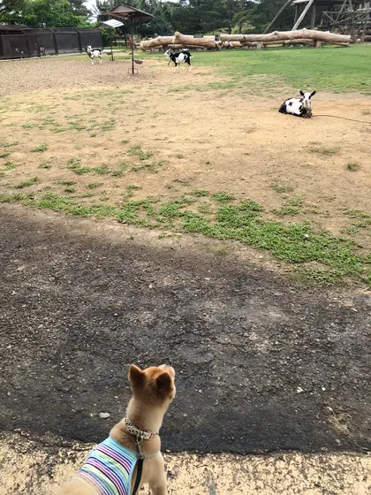 ヤギさぁーーーーーーーんっ