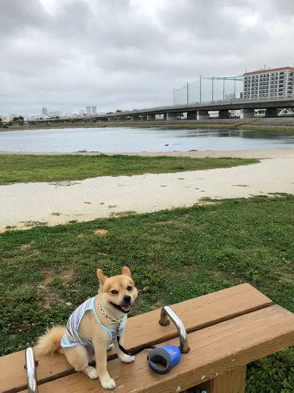 向こーに見える高架下は 雨降りでもォ散歩最適