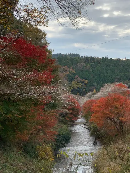川沿いは特に綺麗です。