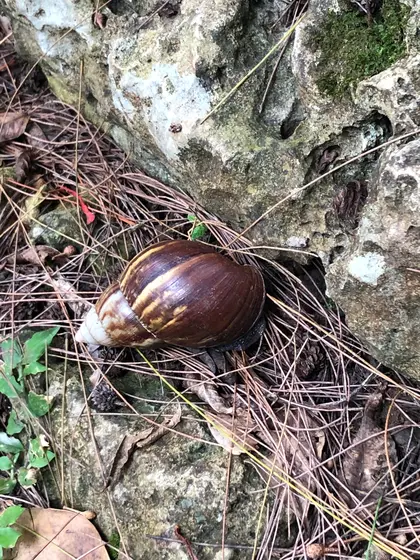 デッカィ マィマィがいます💧