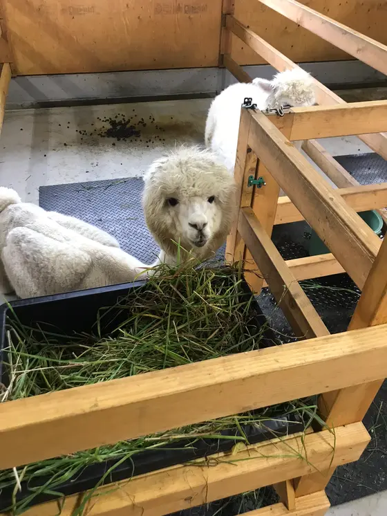 牧場内ではアルパカに餌をやることもできます。