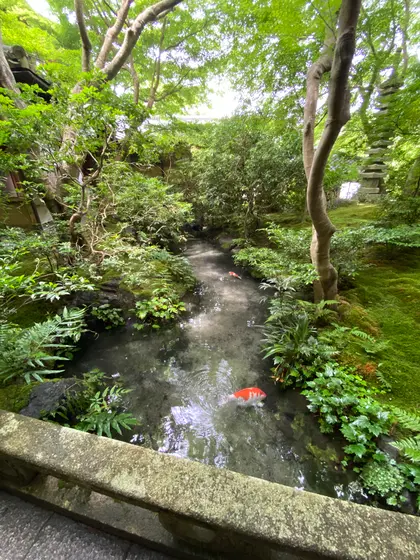 ◎玄関前の橋のたもとの池