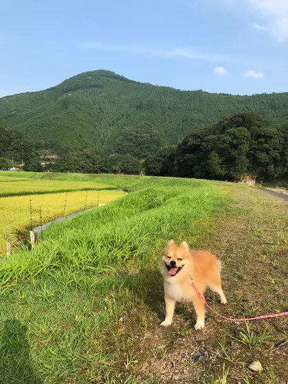 ぉ散歩道