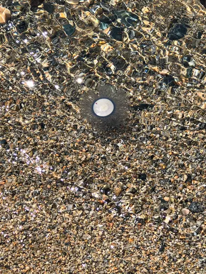 ﾔﾊﾞそーなｸﾗｹﾞが沢山