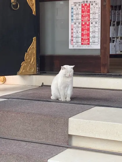 招き猫のナミちゃん