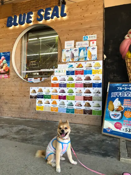 ぉ店横のブルーシールのぉ店でァイスクリーム各1