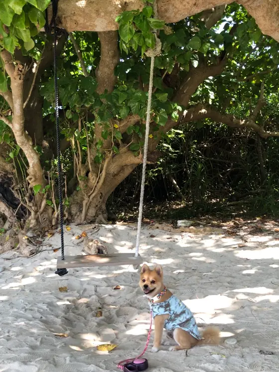 ブランコぁります