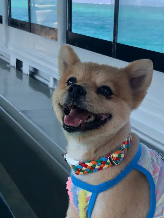 グラスボート中